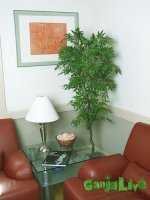 hemp01.jpg