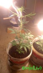 IMAG0634.jpg