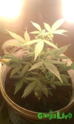 IMAG0636.jpg