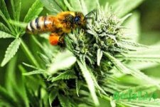 Drug-bee.jpg