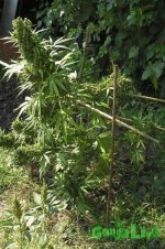 2015-08-21 14-52-59.JPG