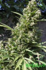 2015-08-21 14-54-17.JPG