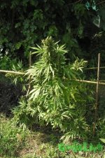 2015-08-21 14-52-46.JPG