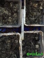 вторая волна.jpg