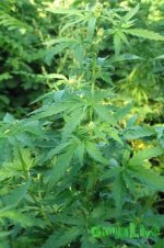 2015-08-17 16.44_38.jpg