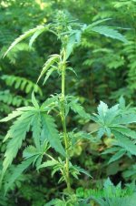 2015-08-17 16.45_29.jpg