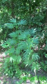 IMG_0341.JPG