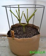1main-lining-marijuana-example-of-hub.jpg 1main-lining-marijuana-example-of-hub.jpg