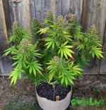 2main-lining-example-marijuana.jpg 2main-lining-example-marijuana.jpg