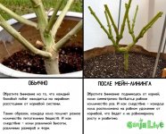 5traditional-vs-main-lined-explanation (1).jpg 5traditional-vs-main-lined-explanation (1).jpg