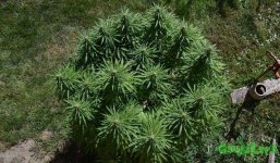 6main-lined-marijuana-plant-nugbuckets(1).jpg 6main-lined-marijuana-plant-nugbuckets(1).jpg