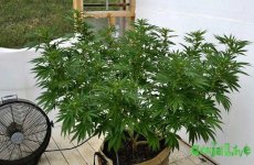 10radical-main-lining-grown-out.jpg 10radical-main-lining-grown-out.jpg