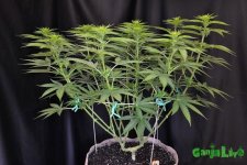 12main-lining-for-flat-indoor-plants.jpg 12main-lining-for-flat-indoor-plants.jpg