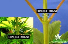 15 marijuana-node-explanation.jpg 15 marijuana-node-explanation.jpg