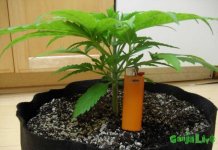 16 blackjack-seedling-2-weeks.jpg 16 blackjack-seedling-2-weeks.jpg