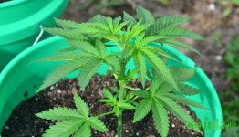 17 young-marijuana-seedling.jpg 17 young-marijuana-seedling.jpg
