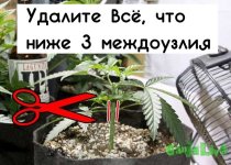 20topped-plant-where-to-cut.jpg 20topped-plant-where-to-cut.jpg