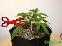 21topped-plant-where-to-cut-2.jpg 21topped-plant-where-to-cut-2.jpg