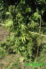 2015-08-24 11-51-35.JPG