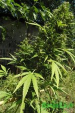 2015-08-24 11-53-14.JPG