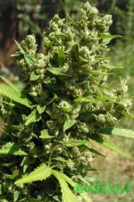 2015-08-24 11-55-08.JPG