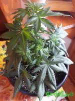 20150824_133325.jpg