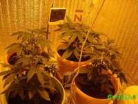 DSC09438 - копия.JPG