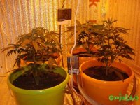 DSC09441 - копия.JPG