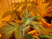 DSC09442 - копия.JPG