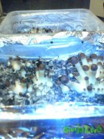 Вторая волна 6.jpg