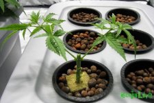 23remove-growth-below-3rd-node.jpg 23remove-growth-below-3rd-node.jpg