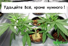 38remove-all-growth-tips-besides-new-mains.jpg 38remove-all-growth-tips-besides-new-mains.jpg
