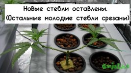 39just-new-mains-left-remove-growth-tips.jpg 39just-new-mains-left-remove-growth-tips.jpg