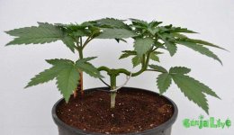 42 4-mains-nugbuckets-side-view.jpg 42 4-mains-nugbuckets-side-view.jpg