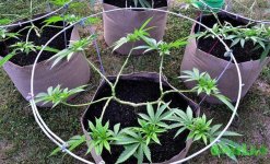45 pruned-for-16-nugbuckets.jpg 45 pruned-for-16-nugbuckets.jpg