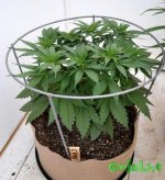 46 tomato-ring-marijuana-control.jpg 46 tomato-ring-marijuana-control.jpg