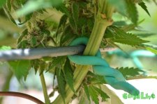 47 use-soft-ties-to-bond-colas.jpg 47 use-soft-ties-to-bond-colas.jpg