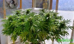 48 main-lined-marijuana-plant-5-weeks-flowering.jpg 48 main-lined-marijuana-plant-5-weeks-flowering.jpg
