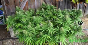 51 32-cola-main-lining-scrog-nugbuckets.jpg 51 32-cola-main-lining-scrog-nugbuckets.jpg