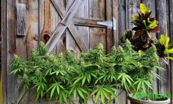 52 scrog-main-lining-vortex-nugbuckets.jpg 52 scrog-main-lining-vortex-nugbuckets.jpg