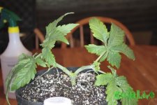 53 very-young-main-lined-plant.jpg 53 very-young-main-lined-plant.jpg