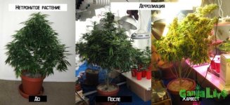 54 lollipop-marijuana-plant (1).jpg 54 lollipop-marijuana-plant (1).jpg