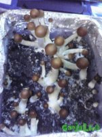 Вторая волна 7.jpg