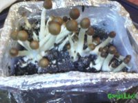 Вторая волна 8.jpg