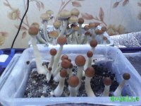 Вторая волна харвест.jpg