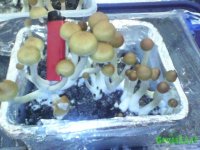 Вторая волна харвест 2.jpg