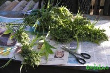 2015-08-25 16-49-00.JPG