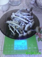 Урожай со второй волны.jpg