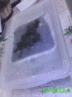 Регидрация вторая волна.jpg