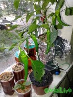 20150827_065103.jpg